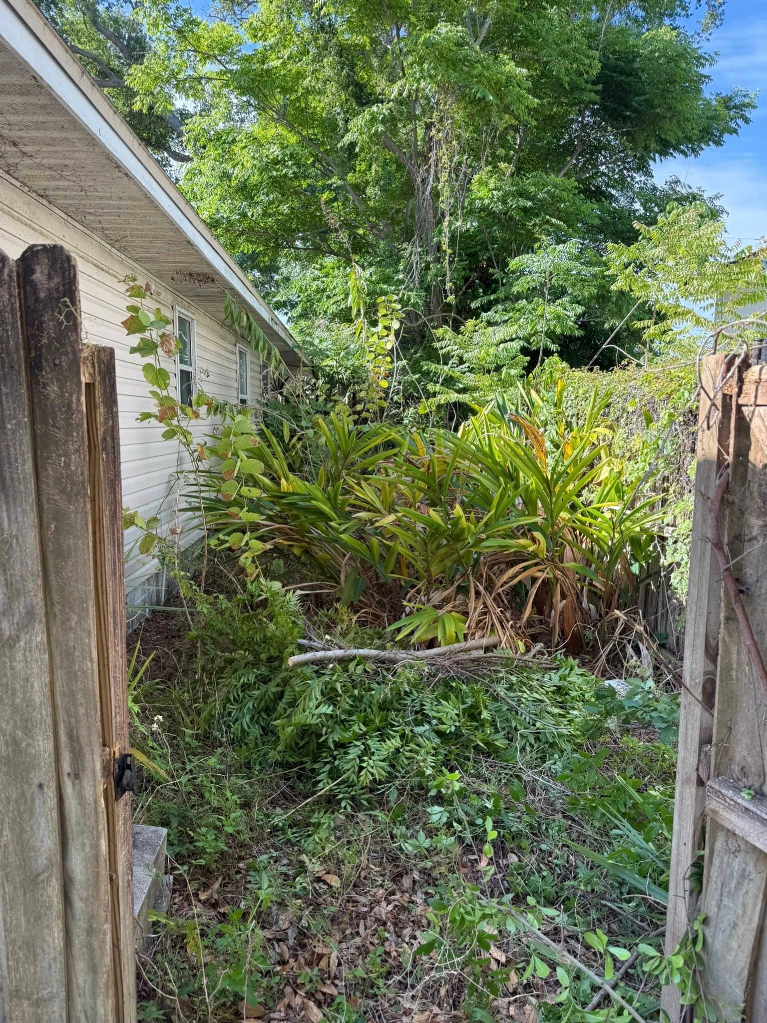 Overgrown garden area with dense vegetation and trees beside a residential building.