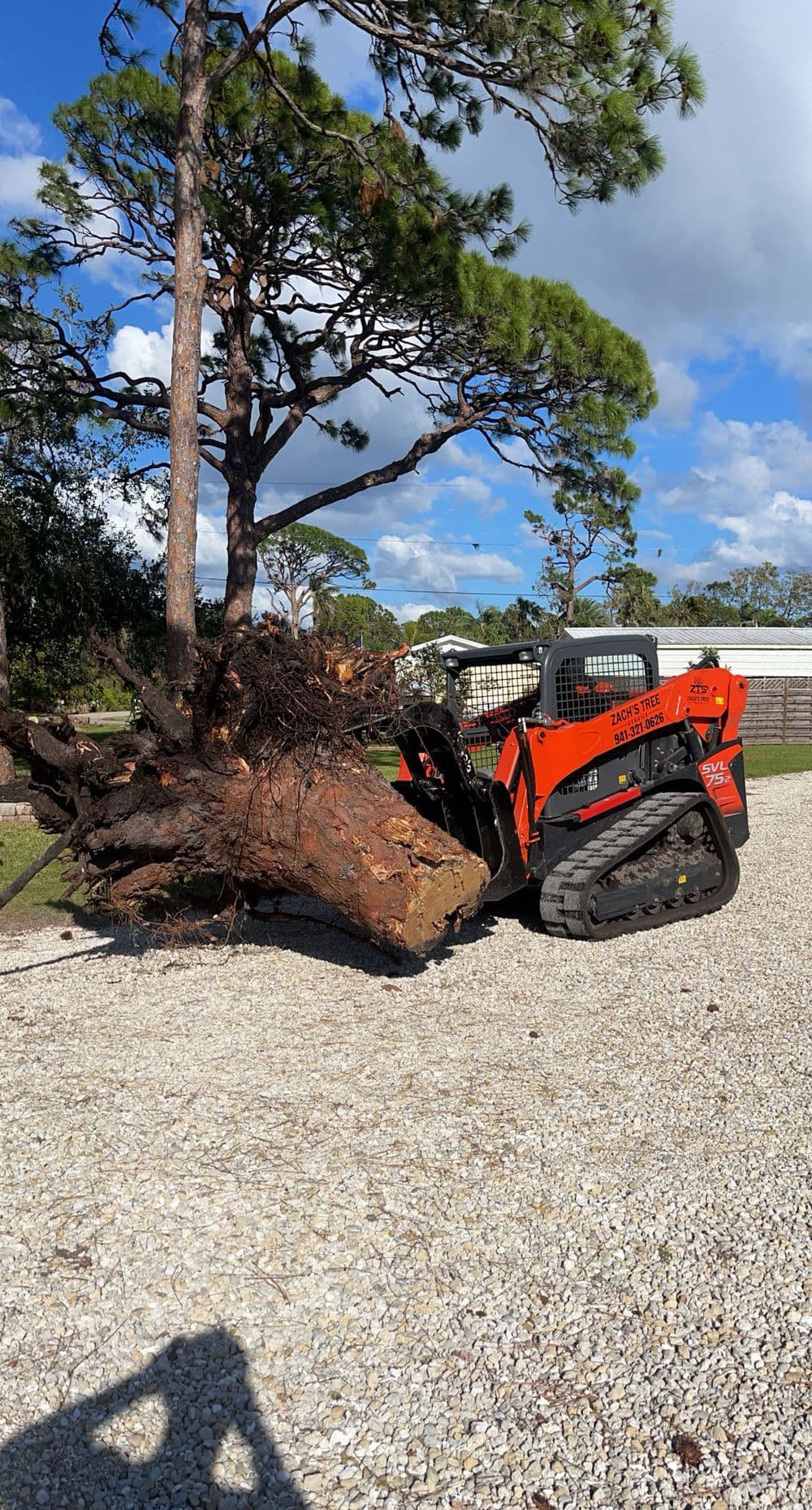 Skid steer loader removing uprooted tree from gravel area with clear blue sky in background.